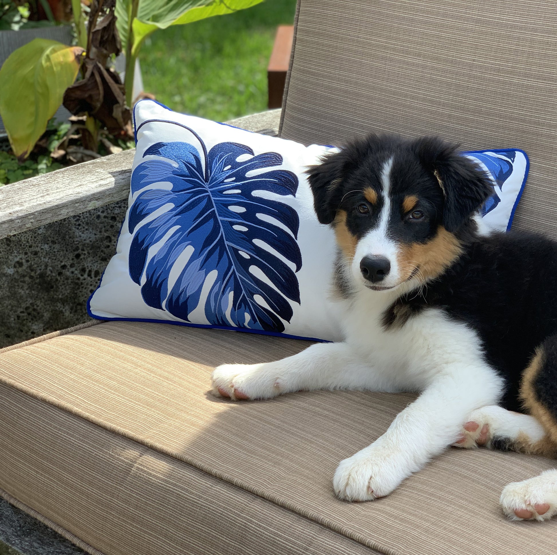 Blue Monstera Lumbar Indoor Outdoor Pillow styled on a patio chair with a puppy.